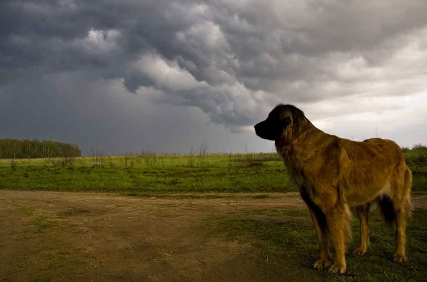 Calm Before the Storm: How to Prepare Your Dog for Inclement Weather