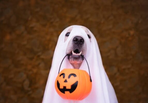 Howl-o-ween Couture: Dressing Up Your Dog Safely for Halloween Fun